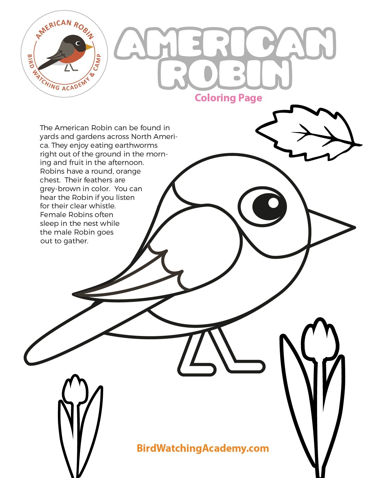 American Robin Coloring Page Bird Watching Academy