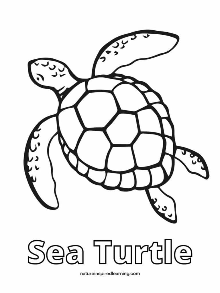 Turtle Coloring Pages Coloring Pages Printable