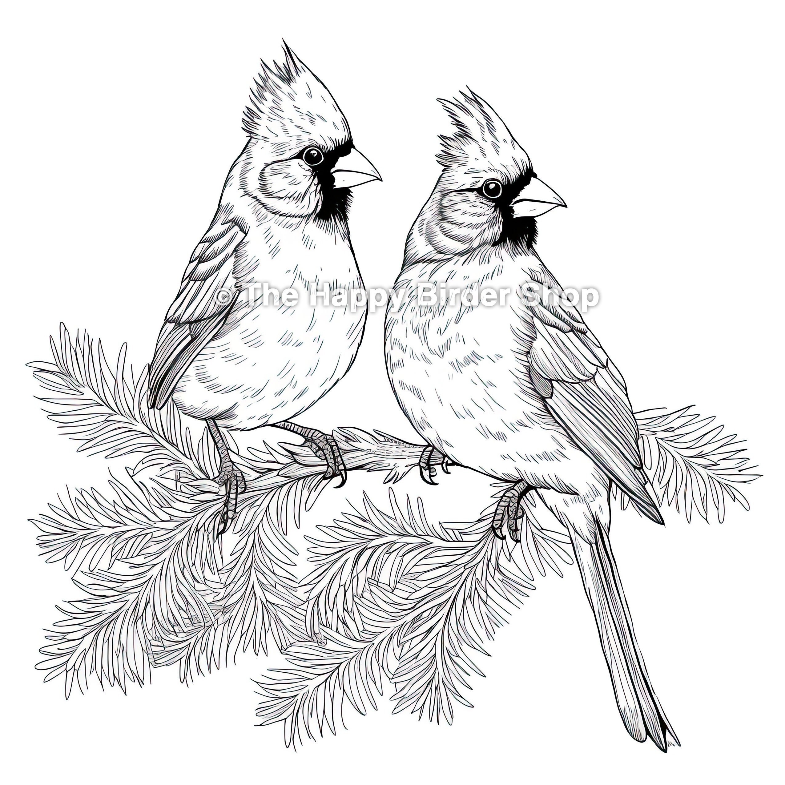 Coloring Page Northern Cardinal Printable Bird Art Coloring Book Page Bird Gift Colouring Sheet Adult Nature Etsy