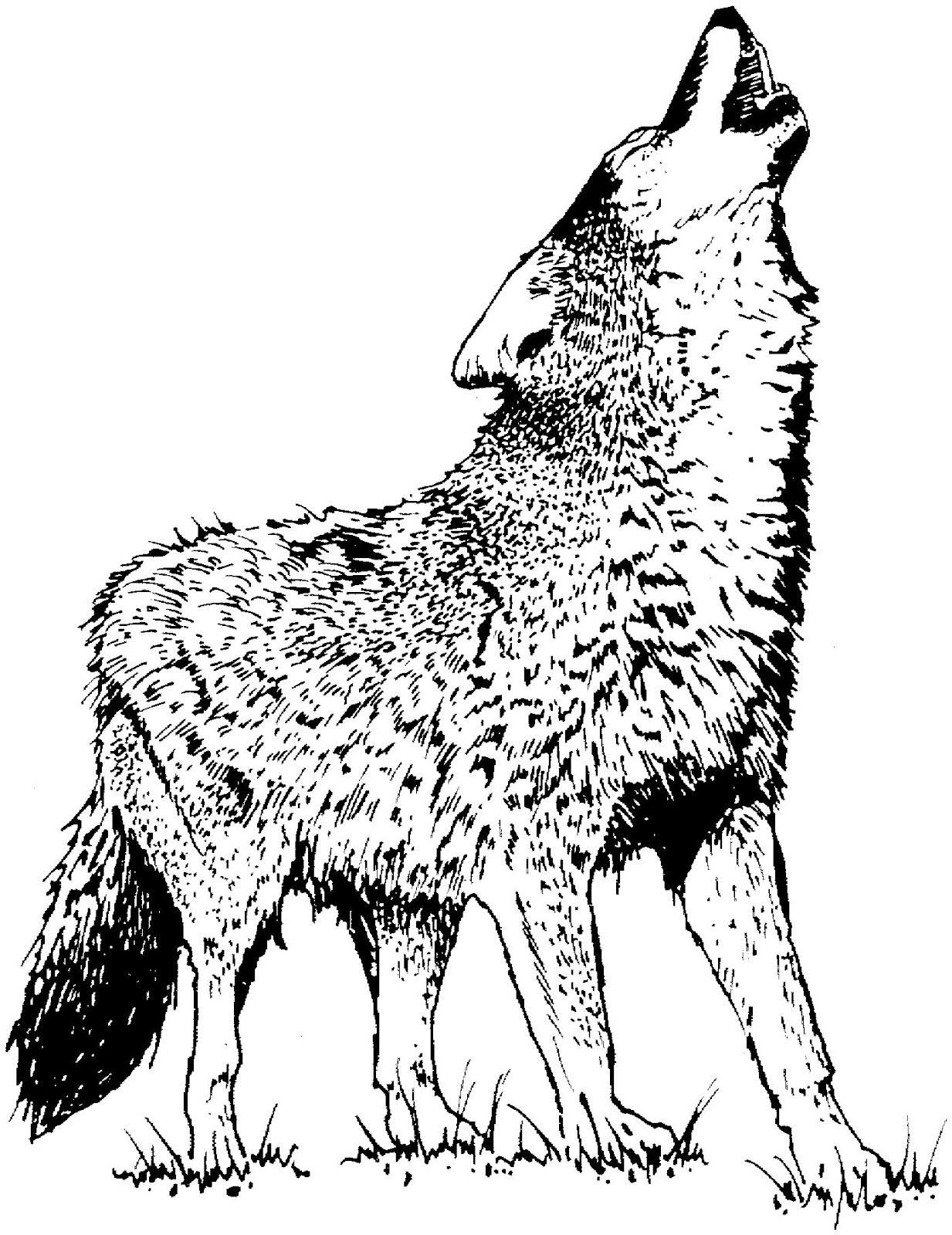 Coyote Coloring Sheets Coloring Pages Printable