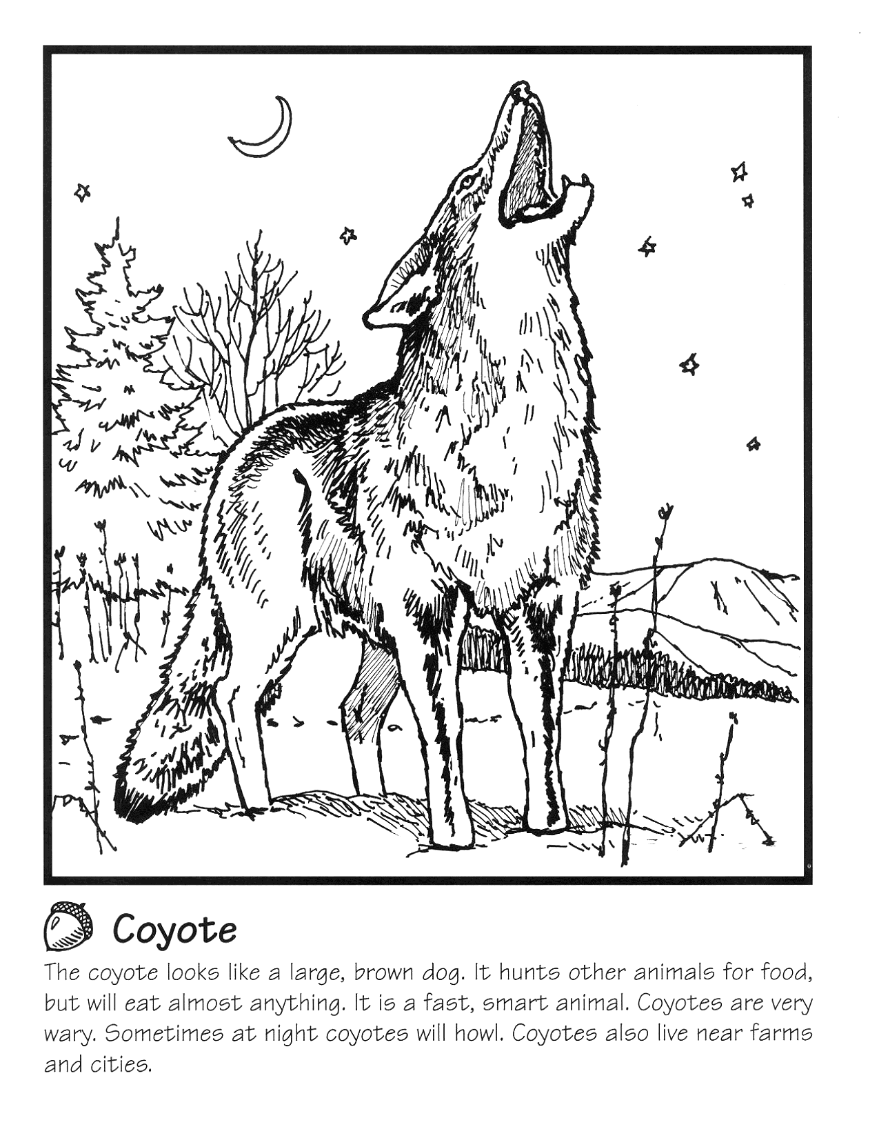 Coyote Coloring Pages Printable Coloring Pages FREE