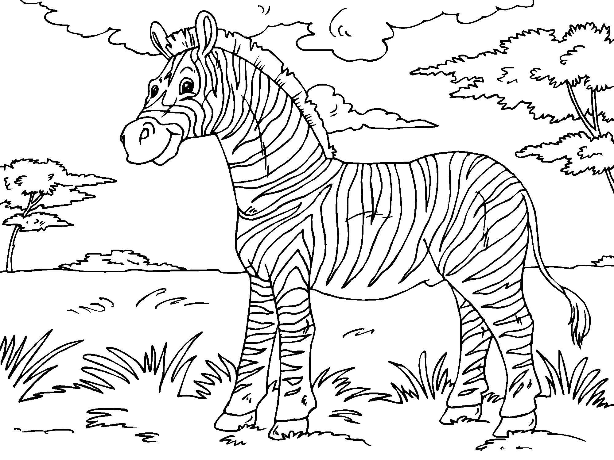 Dibujo De Cebra Para Colorear Img 23013