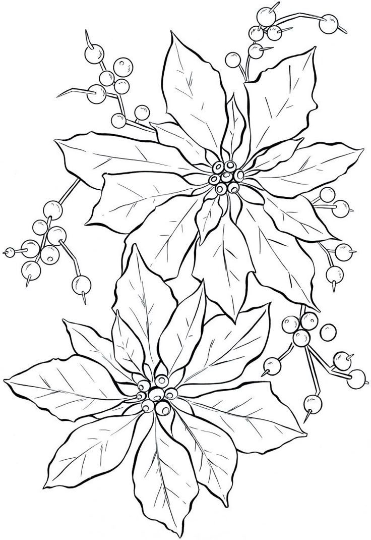 Free Printable Poinsettia Coloring Pages For Kids