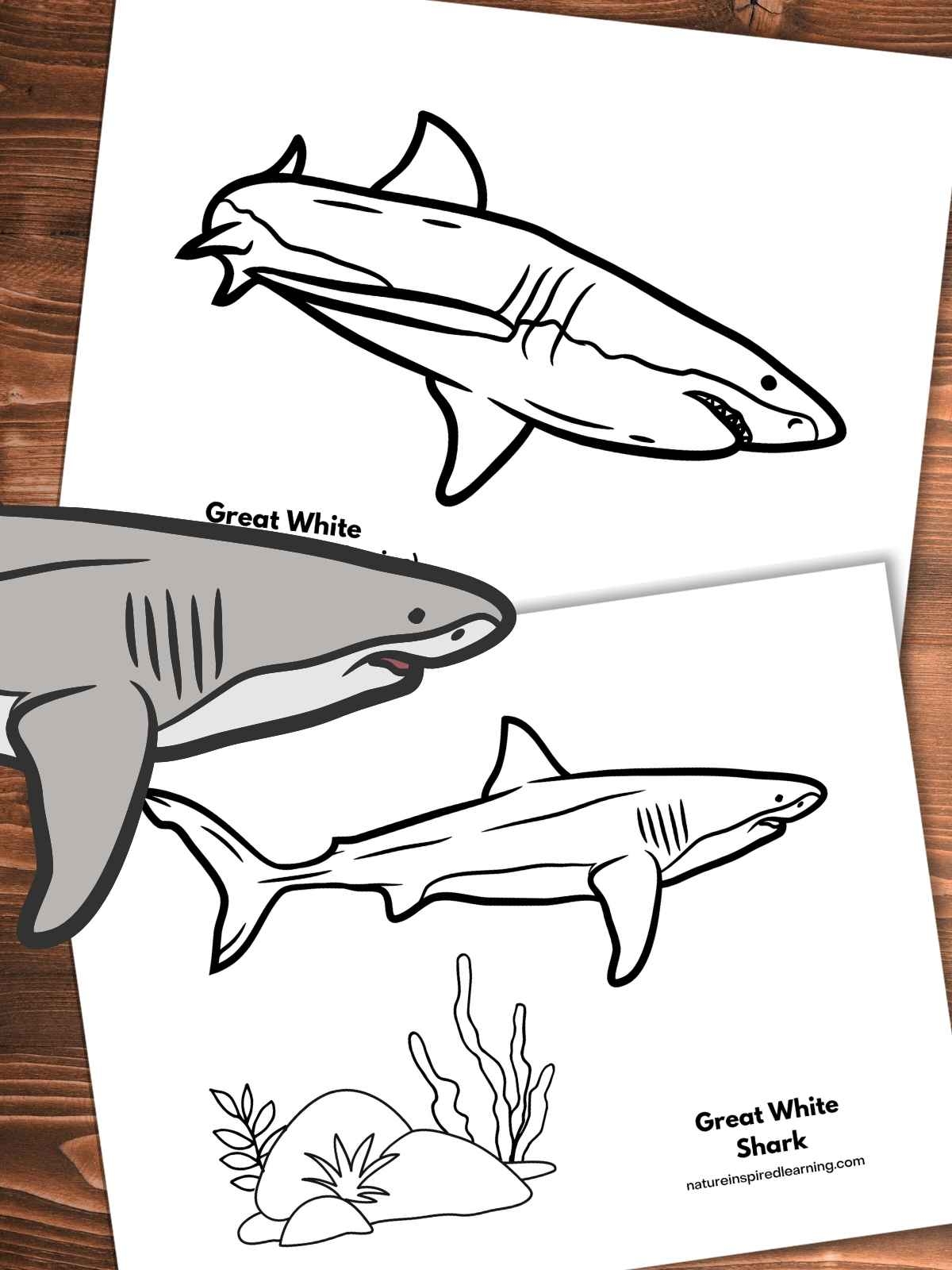 Great White Shark Coloring Pages Printable