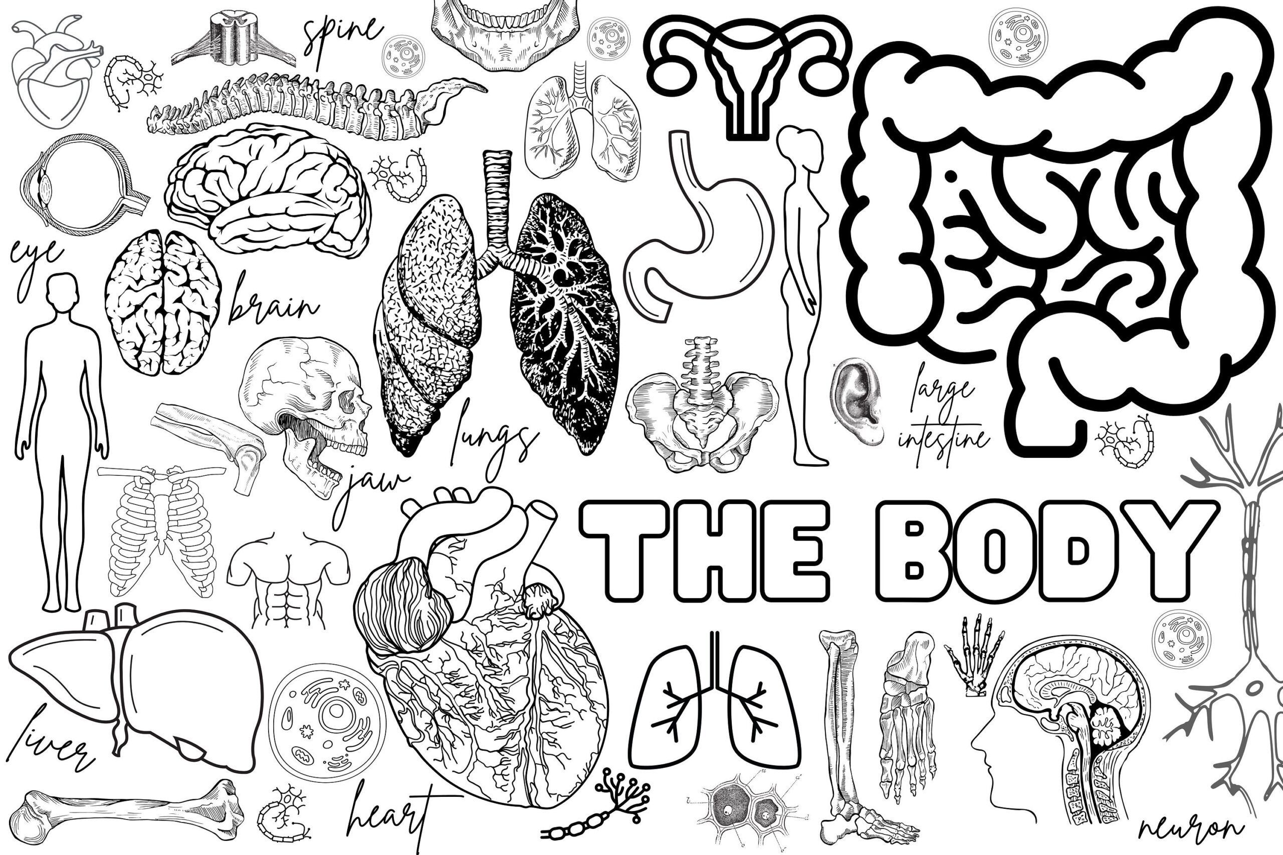 Human Body Coloring Pages Printable
