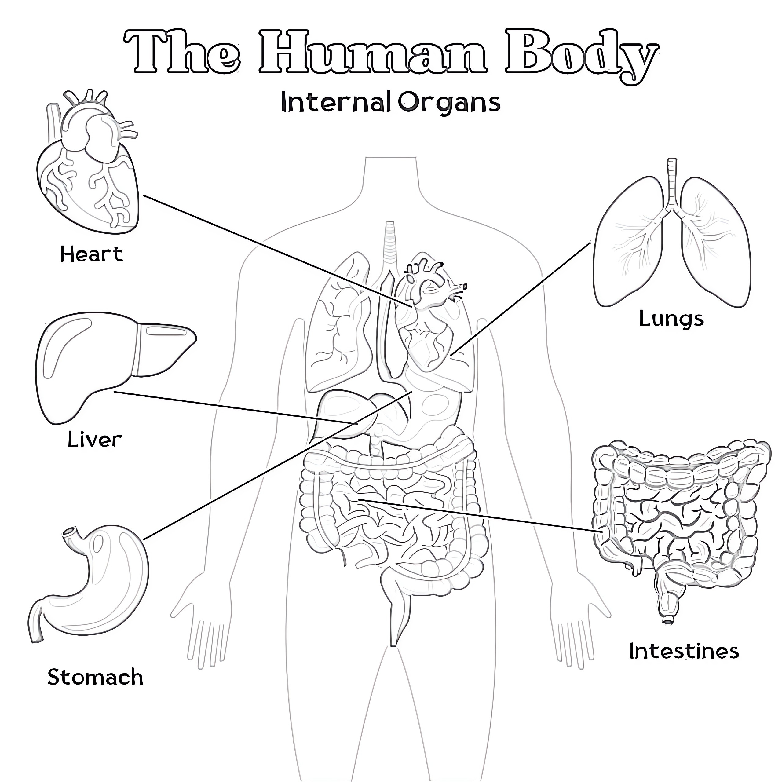 Human Internal Organs Coloring Page Coloring Pages Mimi Panda