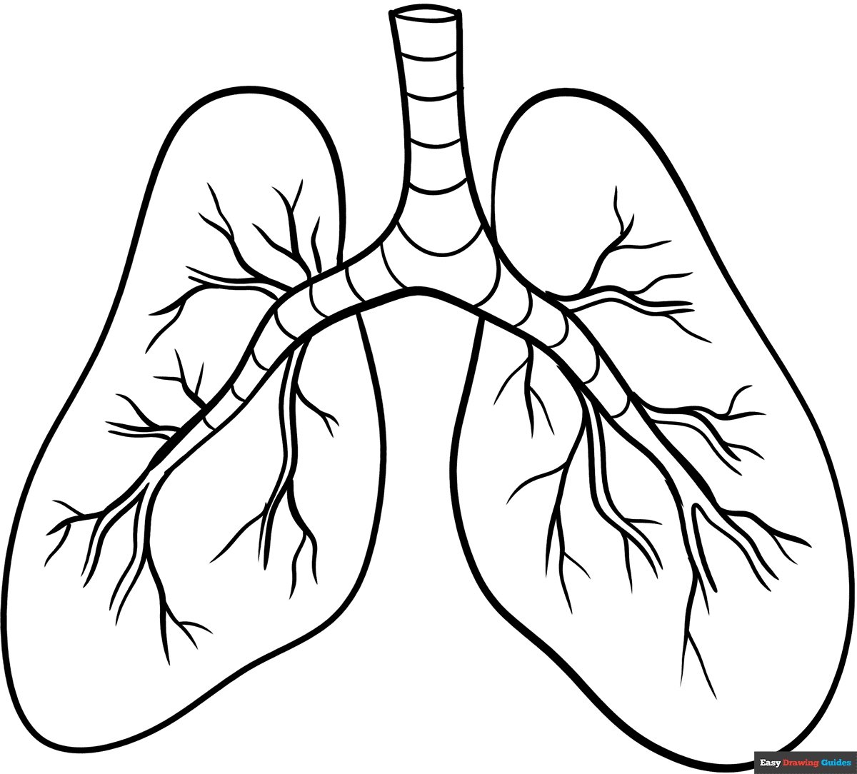 Respiratory System Coloring Page Printable