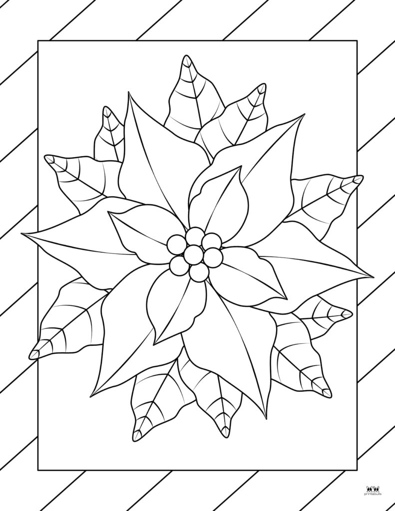 Free Printable Poinsettia Coloring Page Printable