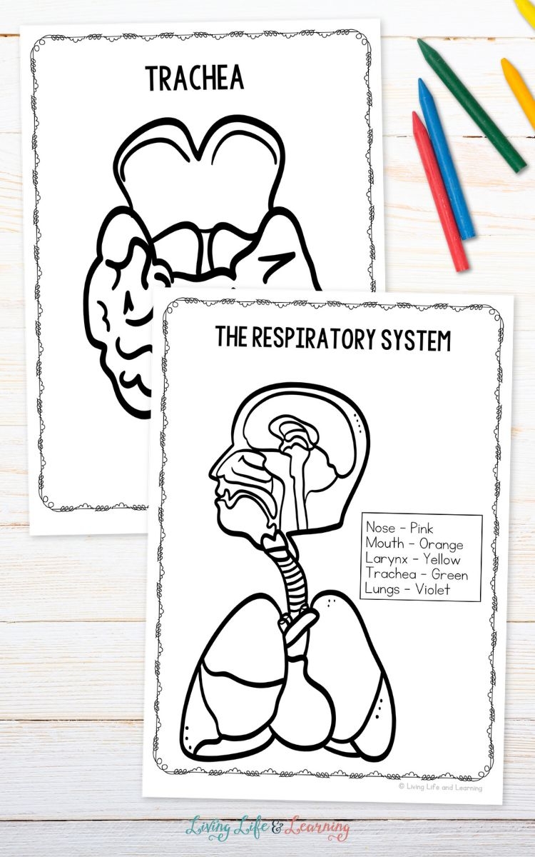 Respiratory System Coloring Pages Learn About The Human Body