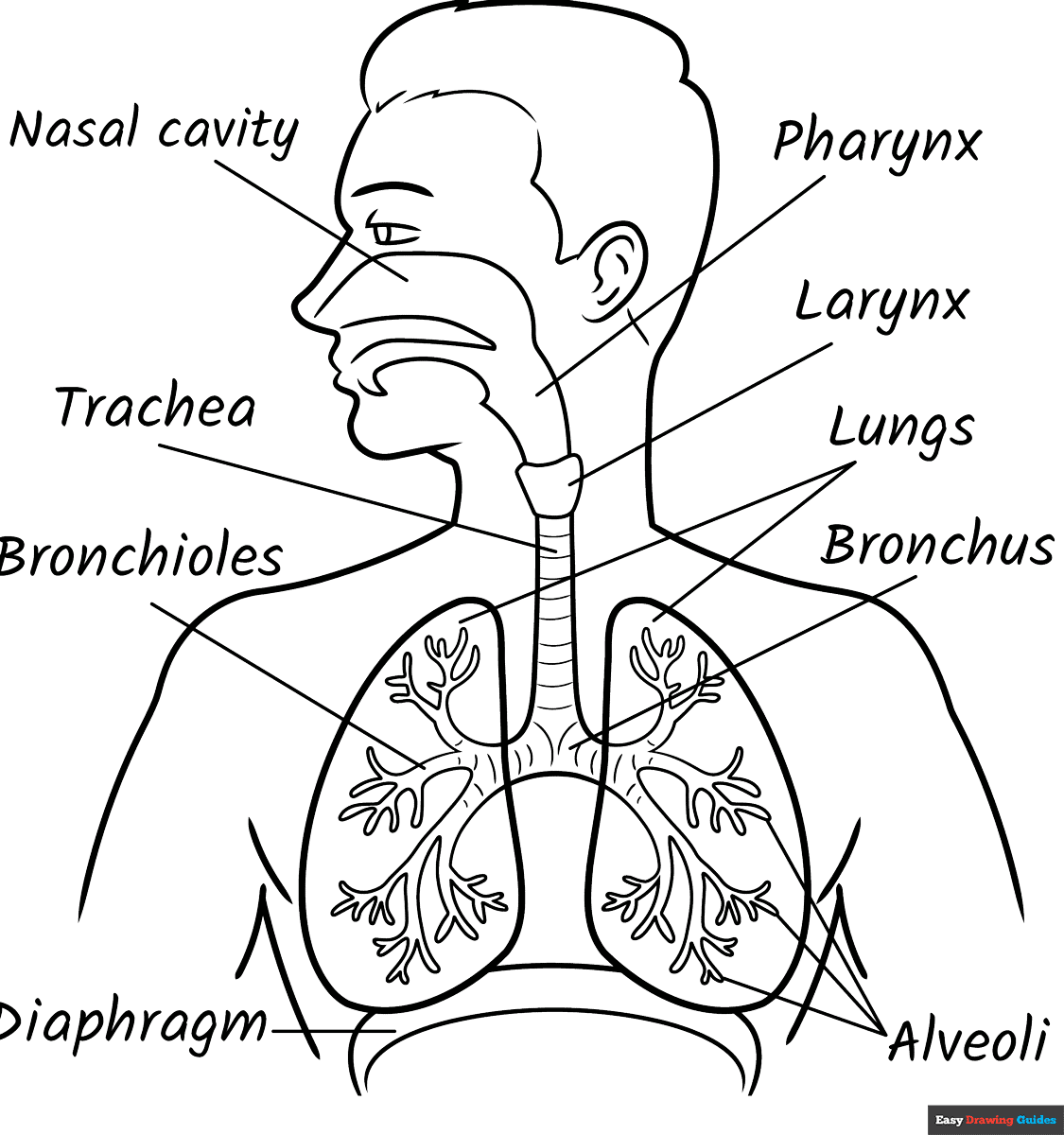 Respiratory System Diagram For Kids Coloring Page Easy Drawing Guides