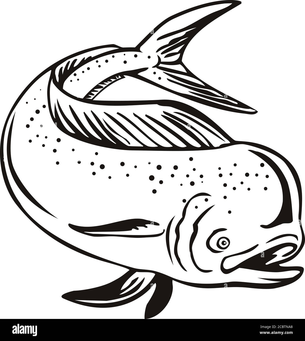 Retro Style Illustration Of A Mahi mahi Dorado Or Common Dolphinfish Coryphaena Hippurus A Surface dwelling Ray finned Fish Jumping Done In Black A Stock Vector Image Art Alamy