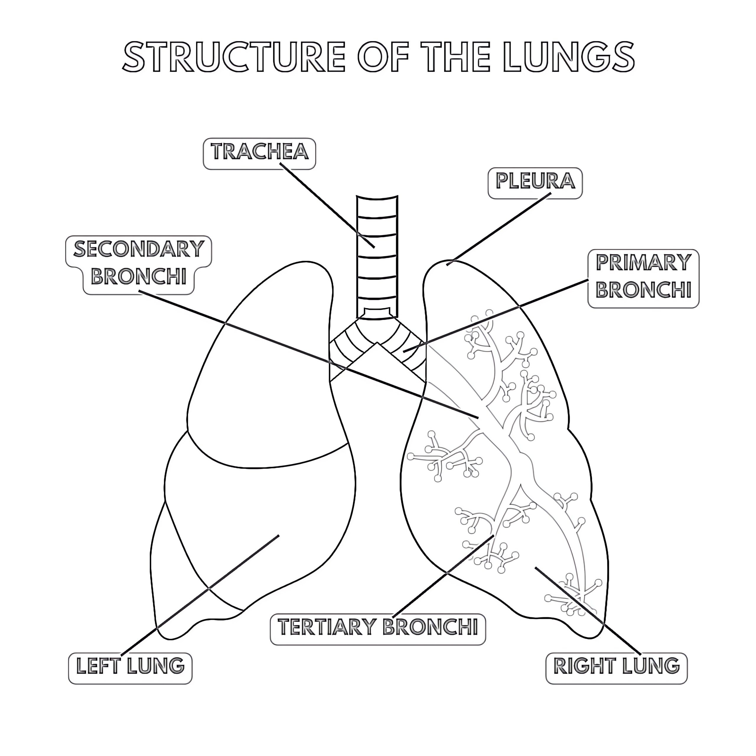Structure Of The Lungs Coloring Pages Mimi Panda